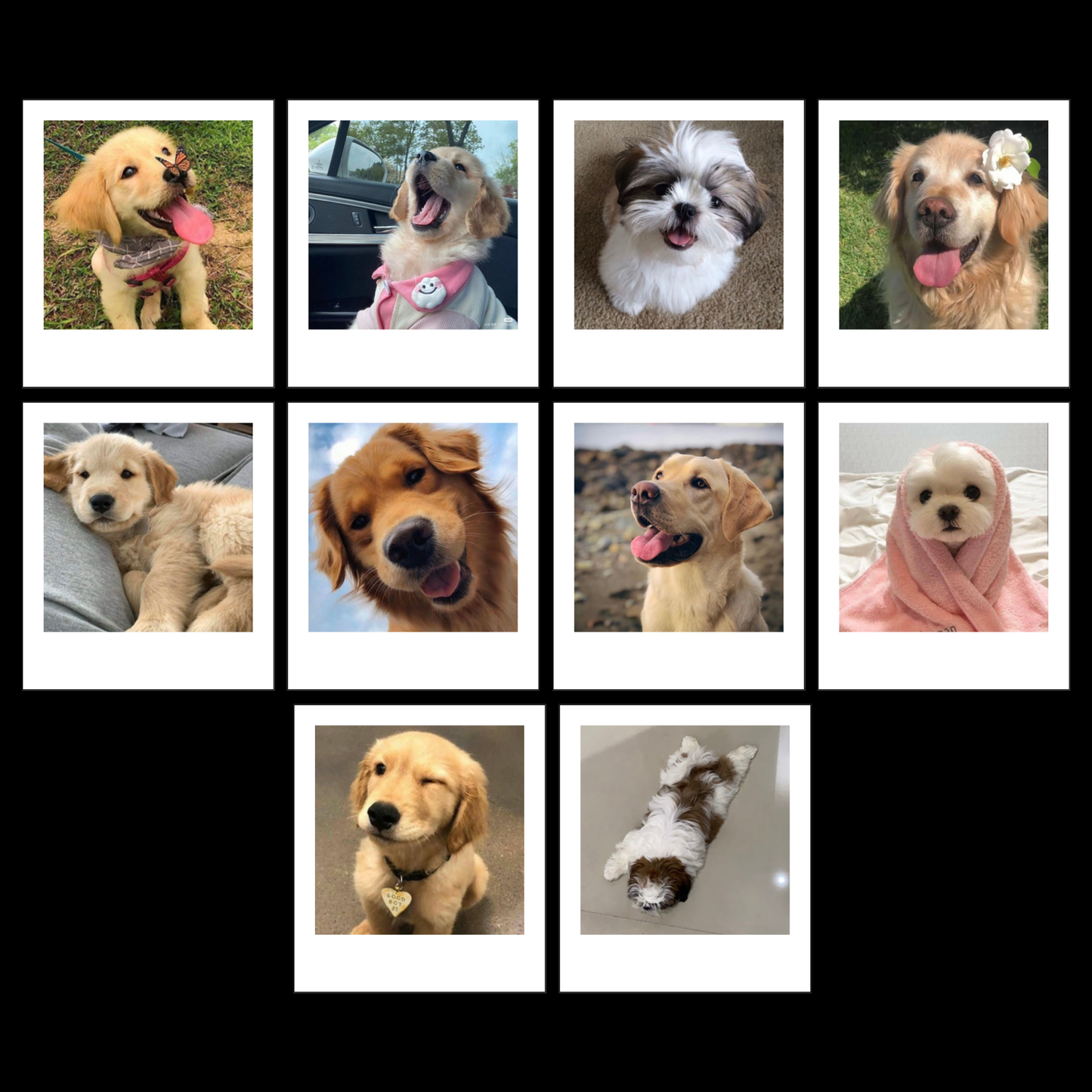 Cute Dog Polarides set